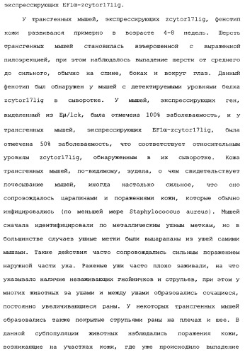 Новый лиганд рецептора цитокина zcytor17 (патент 2360923)