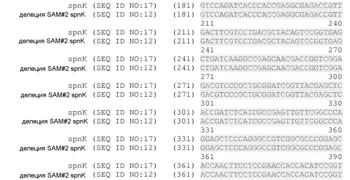 Штаммы spnk (патент 2580015)