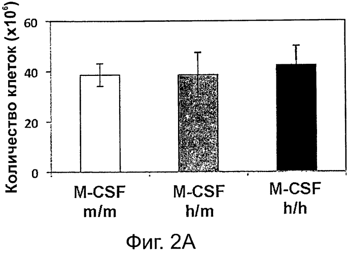 Гуманизированные m-csf мыши (патент 2577978)