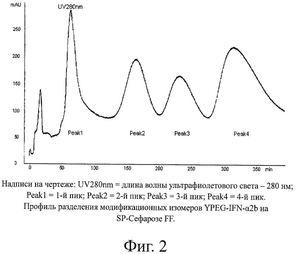 Интерферон альфа 2в, модифицированный полиэтиленгликолем, получение препарата и его применение (патент 2485134)