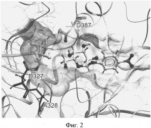 Альфа-d-галактозидазы, обладающие измененной региоспецифичностью, и способ их получения (патент 2507260)