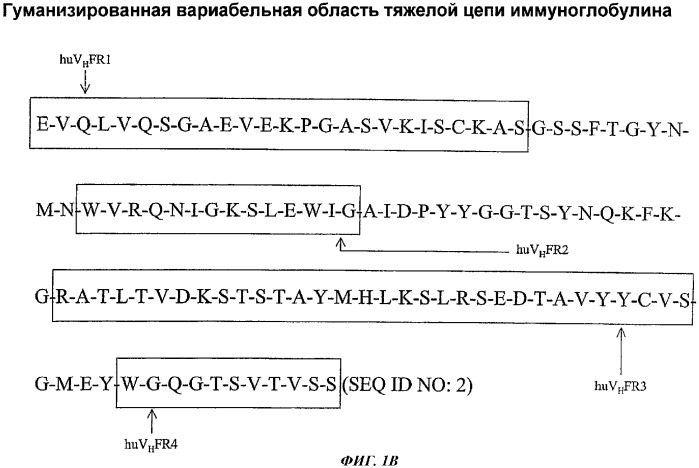 Гуманизированное антитело (н14.18) на основании антитела 14.18 мыши, связывающееся с gd2, и его слияние с il-2 (патент 2366664)