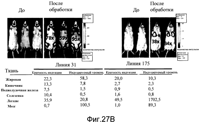 Трансгенное животное, отличное от человека, и его применения (патент 2579701)