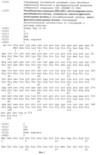Рекомбинантная плазмидная днк pfk2, обеспечивающая синтез рекомбинантного пептида, являющегося аналогом фрагмента каппа-казеина человека, способ получения рекомбинантного пептида и рекомбинантный пептид, аналог фрагмента каппа-казеина человека, обладающий апоптотической активностью по отношению к раковым клеткам (патент 2401307)
