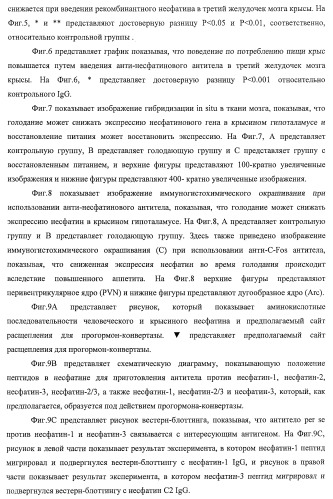 Способ получения фактора, связанного с контролем над потреблением пищи и/или массой тела, полипептид, обладающий активностью подавления потребления пищи и/или прибавления в весе, молекула нуклеиновой кислоты, кодирующая полипептид, способы и применение полипептида (патент 2418002)