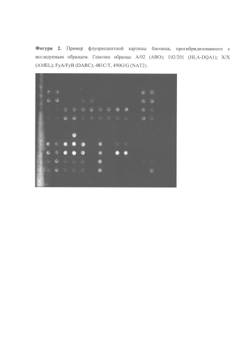 Биологический микрочип с набором праймеров для анализа полиморфизма в генах ab0, hla-dqa1, amel, darc, nat2 (патент 2582216)