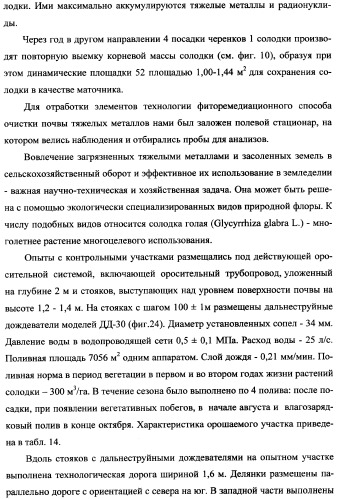 Фиторемедиационный способ очистки почв от тяжелых металлов (патент 2359444)
