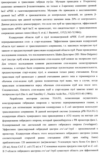 Способ конструирования оперонов, содержащих трансляционно сопряженные гены (патент 2411292)