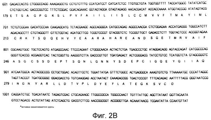Варианты crig с созревшей аффинностью (патент 2553517)