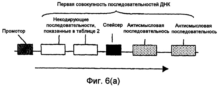 Конструкции нуклеиновой кислоты и способы получения масла с измененным составом из семян (патент 2392795)