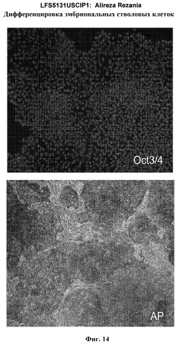 Дифференцировка эмбриональных стволовых клеток человека (патент 2465323)