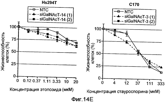 Апоптотическая чувствительность к apo2l/trail путем тестирования экспрессии galnac-t14 в клетках/тканях (патент 2416097)