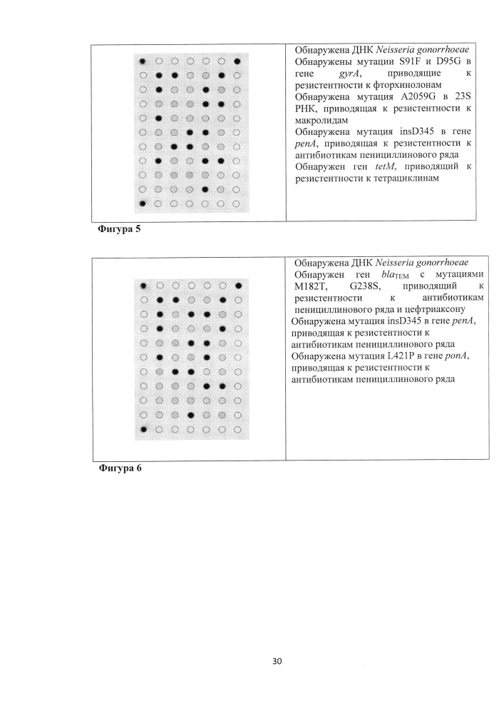 Олигонуклеотидный биочип для идентификации генетических детерминант резистентности neisseria gonorrhoeae к антимикробным препаратам, набор олигонуклеотидов, используемых для иммобилизации на биочипе (патент 2636457)