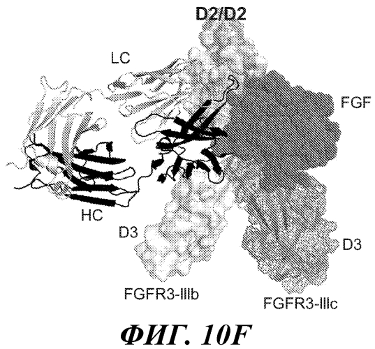 Антитела против fgfr3 и способы их применения (патент 2568066)