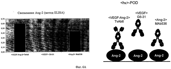 Биспецифические анти-vegf/анти-ang-2 антитела (патент 2542382)