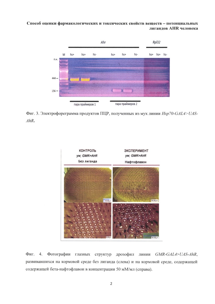 Способ оценки фармакологических и токсических свойств веществ - потенциальных лигандов ahr человека (патент 2664433)