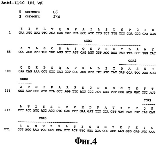 Выделенное антитело против ip-10, иммуноконъюгат и биспецифическая молекула на его основе, их композиции, способ лечения (варианты), кодирующая молекула нуклеиновой кислоты, соответствующий экспрессионный вектор, клетка-хозяин и гибридома (патент 2486199)
