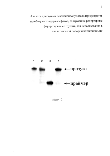 Аналоги природных дезоксирибонуклеозидтрифосфатов и рибонуклеозидтрифосфатов, содержащие репортёрные флуоресцентные группы, для использования в аналитической биоорганической химии (патент 2582198)