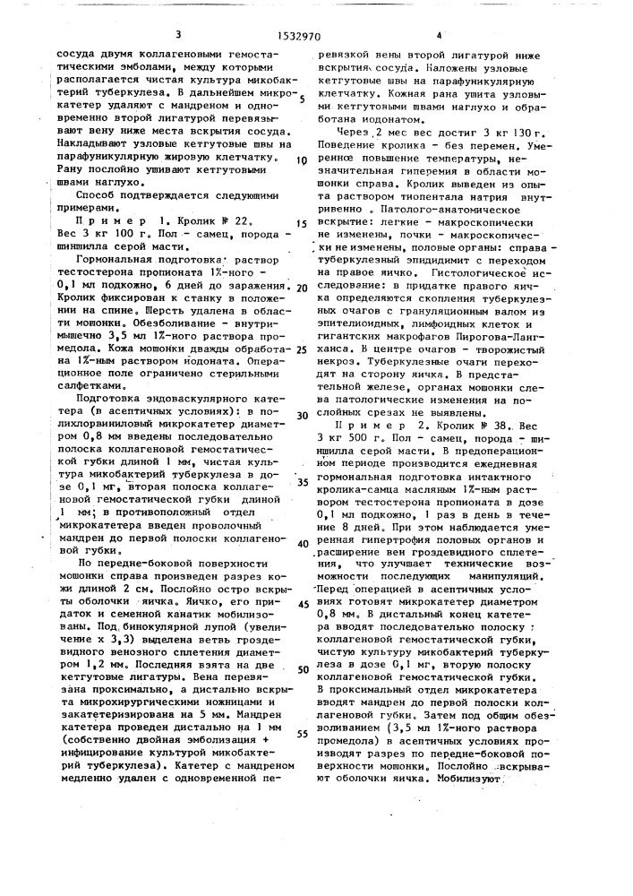 Способ моделирования туберкулеза мужских половых органов (патент 1532970)