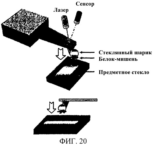 Биоадгезив мидии (патент 2349599)