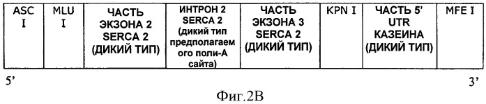 Синтетические 5 utr (нетранслируемые области), экспрессионные векторы и способ повышения трансгенной экспрессии (патент 2524431)