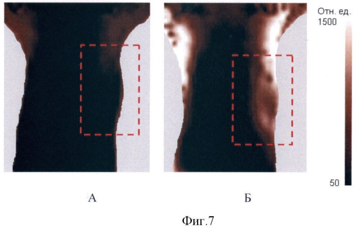 Способ прижизненного исследования фотосенсибилизаторов (патент 2373973)