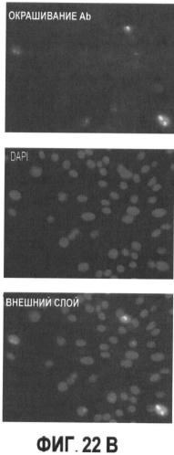 Вакцины на основе свиного вируса torque teno и способы диагностики инфекций, вызванных этим вирусом (патент 2553223)