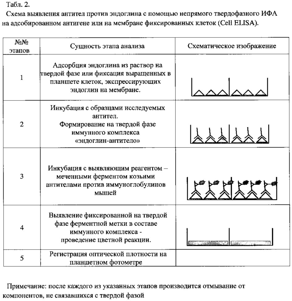 Штамм гибридных культивируемых клеток животных mus musculus l. - en-4c9 - продуцент моноклональных антител против эндоглина (cd105) человека (патент 2607029)