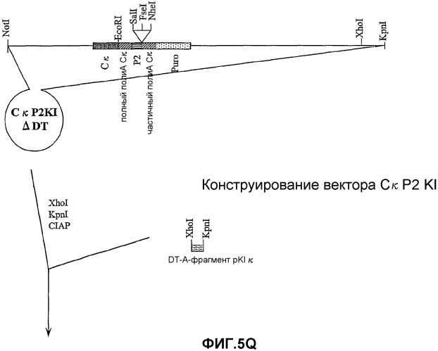 Желудочно-кишечный пролиферативный фактор и его применения (патент 2343158)