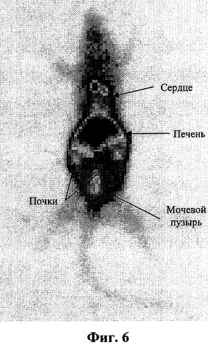 Способ радионуклидной маркировки бактерий кишечной палочки для сцинтиграфических исследований (патент 2290643)