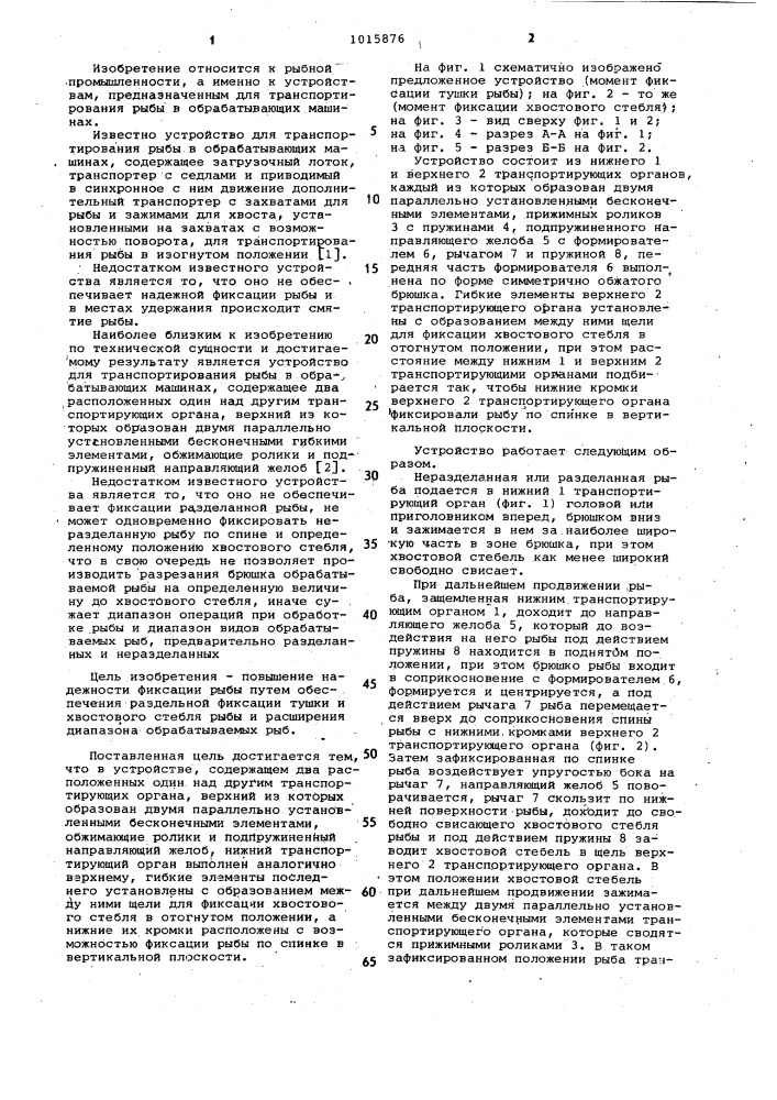 Устройство для транспортирования рыбы в обрабатывающих машинах (патент 1015876)