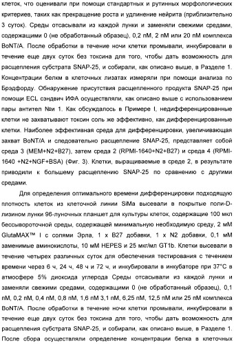 Иммунологические анализы активности ботулинического токсина серотипа а (патент 2491293)