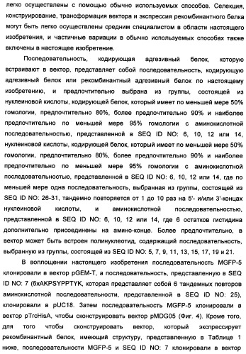 Биоадгезив мидии (патент 2349599)