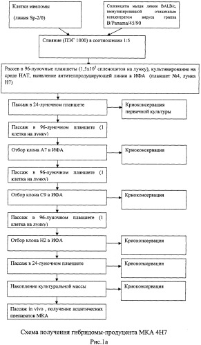 Применение моноклональных антител для идентификации ямагатской или викторианской эволюционных линий вируса гриппа типа в, штамм гибридомы 4н7 для получения моноклональных антител, предназначенных для определения вирусов гриппа в ямагатской ветви, штамм гибридомы в/4н1 для получения моноклональных антител, предназначенных для определения вирусов гриппа в викторианской ветви (патент 2491338)