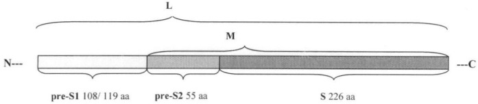 Рекомбинантная плазмида (варианты), штамм escherichia coli (варианты) - продуцент химерных белков, химерный белок (варианты), способ иммобилизации, концентрирования и очистки рекомбинантных белков на целлюлозе, способ иммобилизации рекомбинантных белков на полистирольных носителях (патент 2378371)