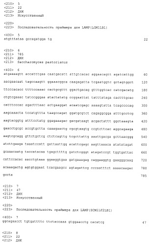 Набор праймеров, используемый для определения дрожжей рода saccharomyces (патент 2432402)