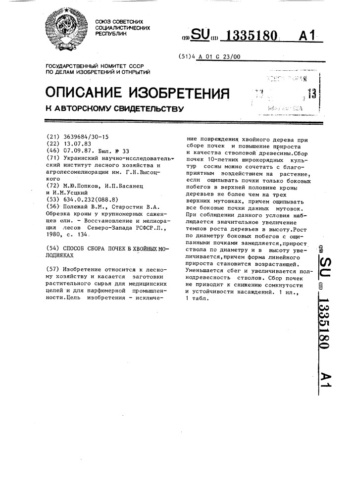 Способ сбора почек в хвойных молодняках (патент 1335180)