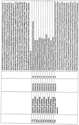 Pscaxcd3, cd19xcd3, c-metxcd3, эндосиалинxcd3, epcamxcd3, igf-1rxcd3 или fap-альфаxcd3 биспецифическое одноцепочечное антитело с межвидовой специфичностью (патент 2547600)