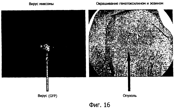 Применение комбинации вируса миксомы и рапамицина для терапевтического лечения (патент 2461630)