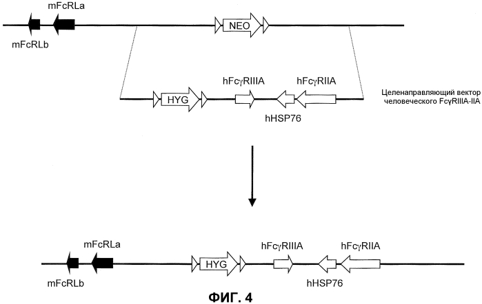 Гуманизированные fcγr мыши (патент 2549695)