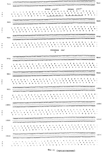 Vgc2 днк salmonella typhimurium, мутантная бактерия, обладающая пониженной способностью к адаптации к условиям окружающей среды, и способ ее получения (патент 2370541)