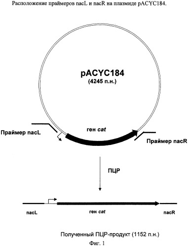 Способ получения l-треонина или l-лизина с использованием бактерии, принадлежащей к роду escherichia, в которой инактивирован ген nac (патент 2315810)