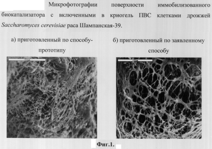 Способ получения иммобилизованного биокатализатора и биокатализатор для производства спиртосодержащих напитков (патент 2322499)