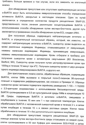 Иммунологические анализы активности ботулинического токсина серотипа а (патент 2491293)