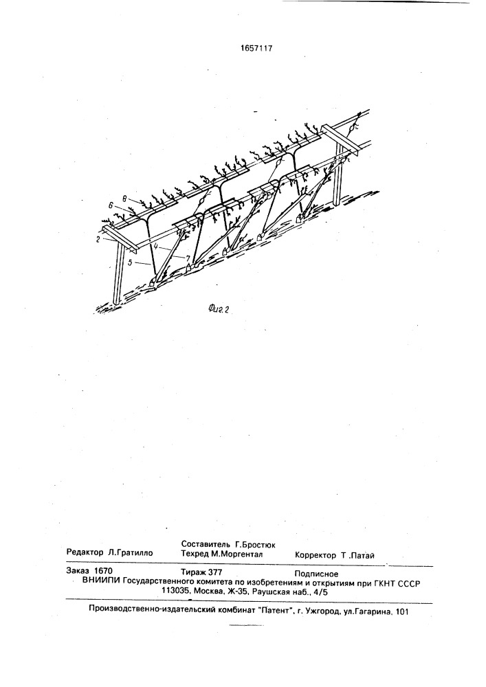 Способ ведения виноградного куста (патент 1657117)