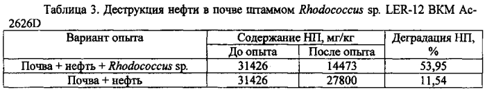 Штамм бактерий rhodococcus sp. - деструктор нефти и нефтепродуктов (патент 2558299)