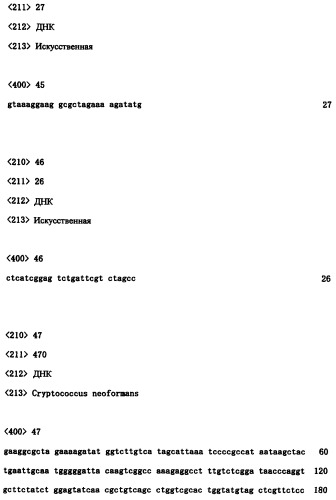 Ген синтеза клеточной стенки грибков (патент 2286387)