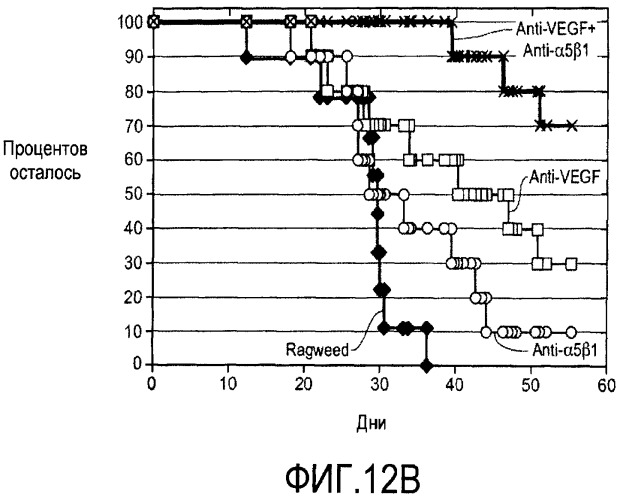 Комбинированная терапия с использованием антагонистов альфа5бета1 (патент 2465282)