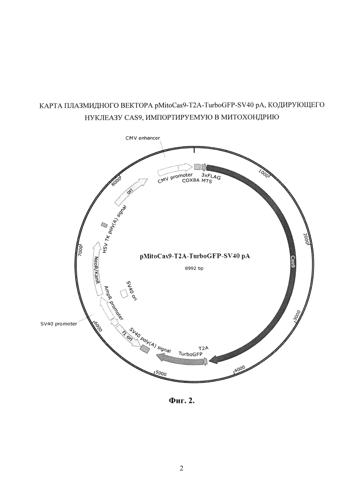 Генетическая конструкция на основе системы редактирования генома crispr/cas9, кодирующая нуклеазу cas9, специфически импортируемую в митохондрии клеток человека (патент 2634395)