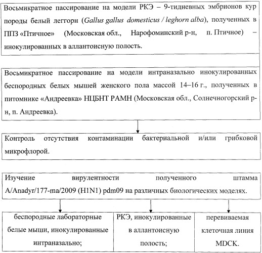 Штамм вируса гриппа a/iiv-anadyr/177-ma/2009 (h1n1) pdm09, адаптированный к тканям легких лабораторных мышей (патент 2487936)